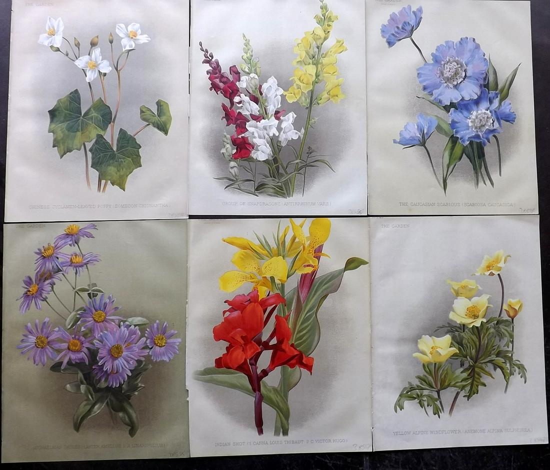 The Garden 1891 Lot of 6 Botanical Prints: Chromolithographs Published 1872-1927, London for "The Garden. An Illustrated Weekly Journal of Horticulture in all its Branches" Edited by William Robinson and others. Paper Size: 11.5 x 9 inch (29 x