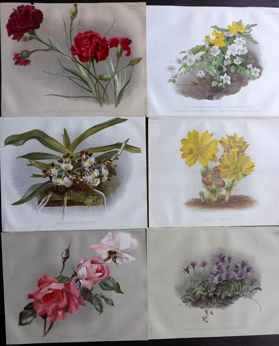 The Garden 1891 Lot of 6 Botanical Prints: Chromolithographs Published 1872-1927, London for "The Garden. An Illustrated Weekly Journal of Horticulture in all its Branches" Edited by William Robinson and others. Paper Size: 11.5 x 9 inch (29 x