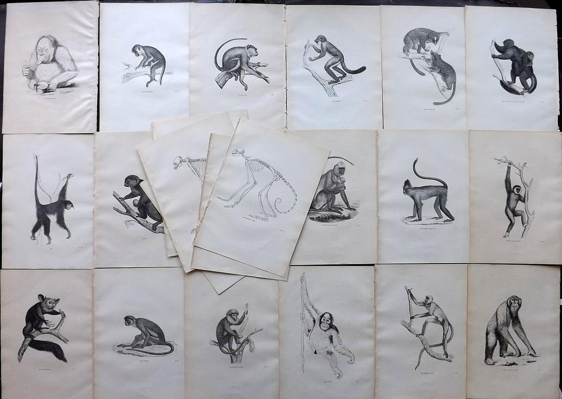 Chenu, Jean 1877 Lot of 22 Monkey Primate Prints (1 of 2)