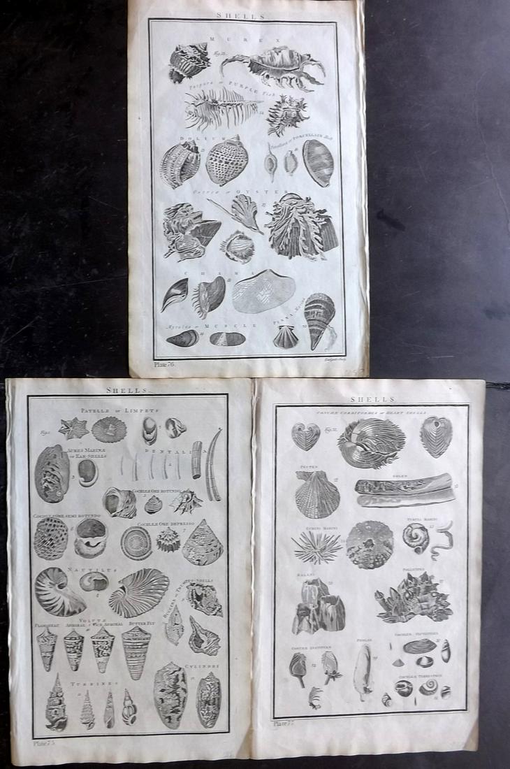 Howard, George 1796 Lot of 3 Folio Shell Prints: Copper Plates Published 1796, London for "The New Royal Encyclopaedia Londinensis" by George Selby Howard. Paper Size: 16.5 x 10 inch (42 x 26cm) Good Condition overall