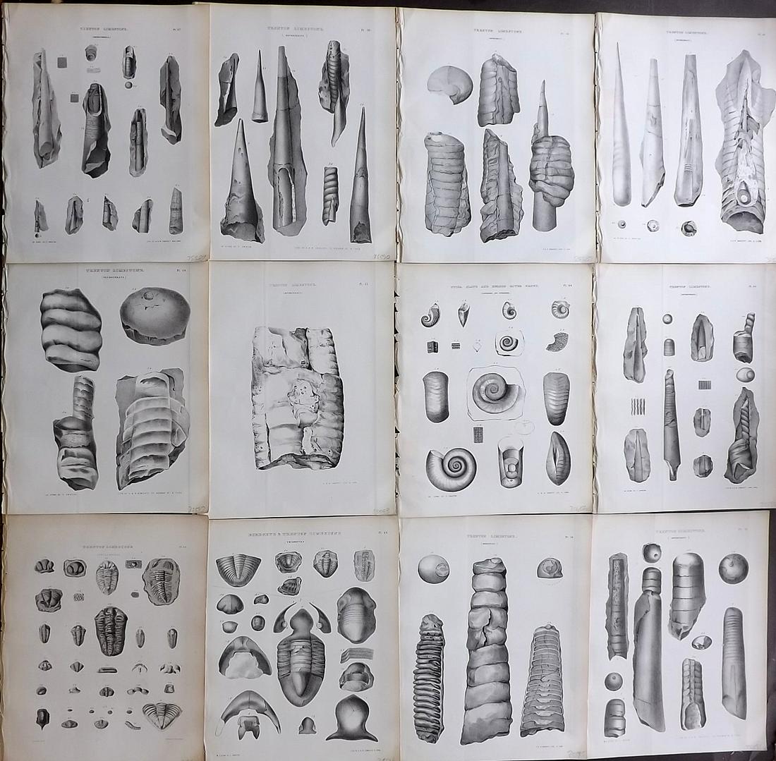 Palaeontology New-York 1847 Lot 12 Fossil Shell Prints (1 of 2)