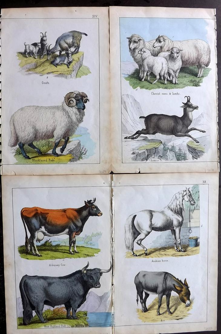 White, Adam 1859 Lot of 4 Hand Col Animal Prints (1 of 2)