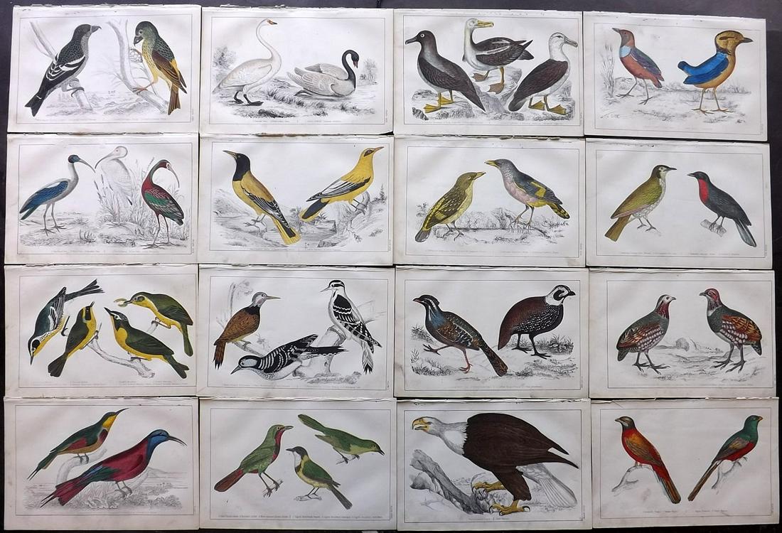 Goldsmith, Oliver C1850 Lot of 16 Hand Col Bird Prints (1 of 2)