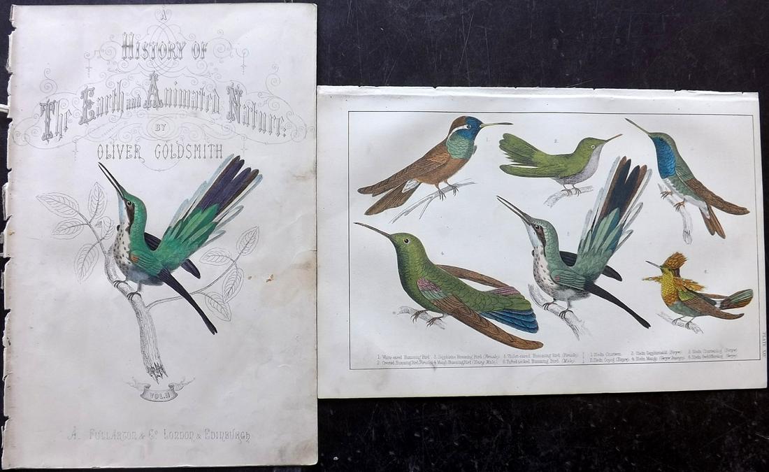 Goldsmith, Oliver C850 Pair HC Bird Prints Hummingbirds (1 of 2)