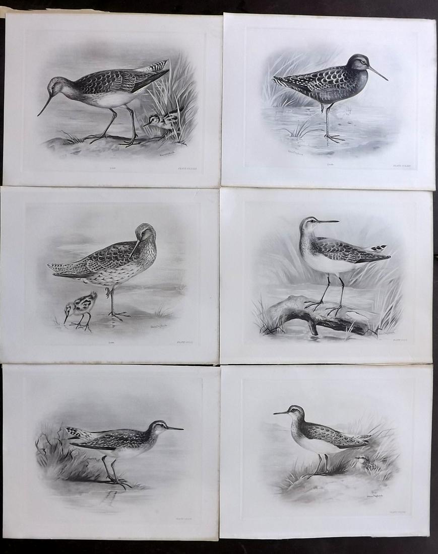 Medland & Stonham C1910 Lot of 6 Antique Bird Prints: Photgravures Published 1906-11, London for "The Birds of the British Islands" by Charles Stonham. Illustrated by Lilian M. Medland. Each with detached tissue guard which supplies birds names. Paper Si