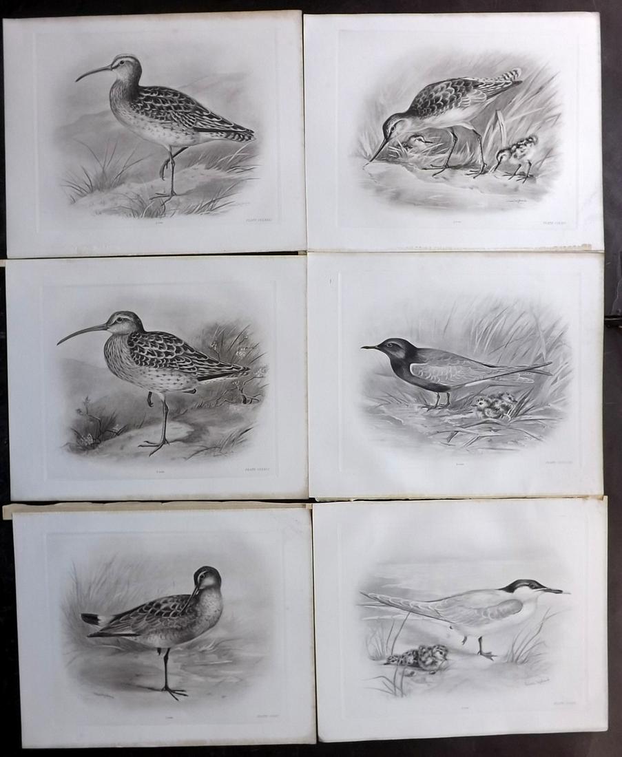 Medland & Stonham C1910 Lot of 6 Antique Bird Prints: Photgravures Published 1906-11, London for "The Birds of the British Islands" by Charles Stonham. Illustrated by Lilian M. Medland. Each with detached tissue guard which supplies birds names. Paper Si