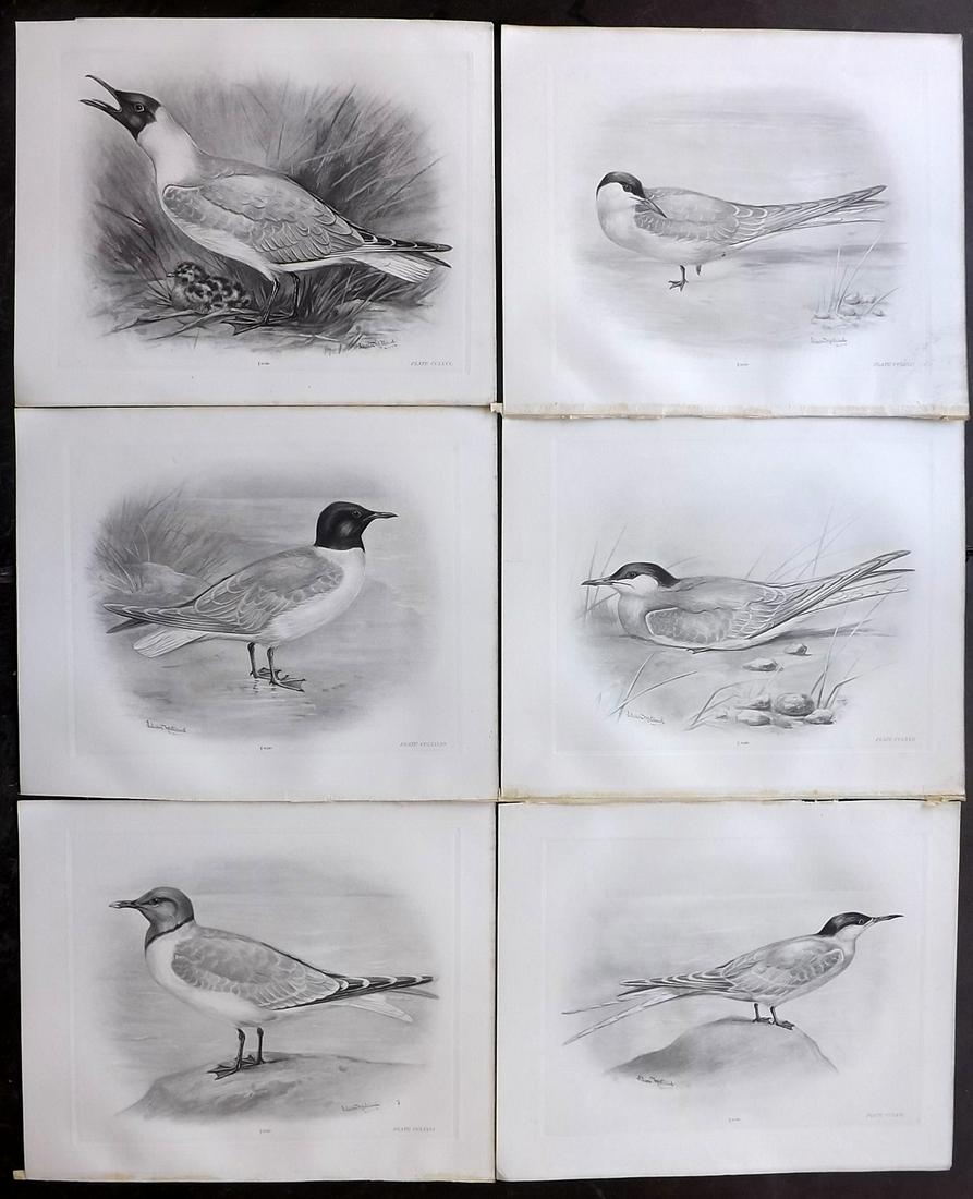 Medland & Stonham C1910 Lot of 6 Antique Bird Prints: Photgravures Published 1906-11, London for "The Birds of the British Islands" by Charles Stonham. Illustrated by Lilian M. Medland. Each with detached tissue guard which supplies birds names. Paper Si