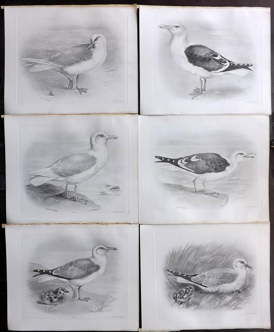 Medland & Stonham C1910 Lot of 6 Antique Bird Prints: Photgravures Published 1906-11, London for "The Birds of the British Islands" by Charles Stonham. Illustrated by Lilian M. Medland. Each with detached tissue guard which supplies birds names. Paper Si