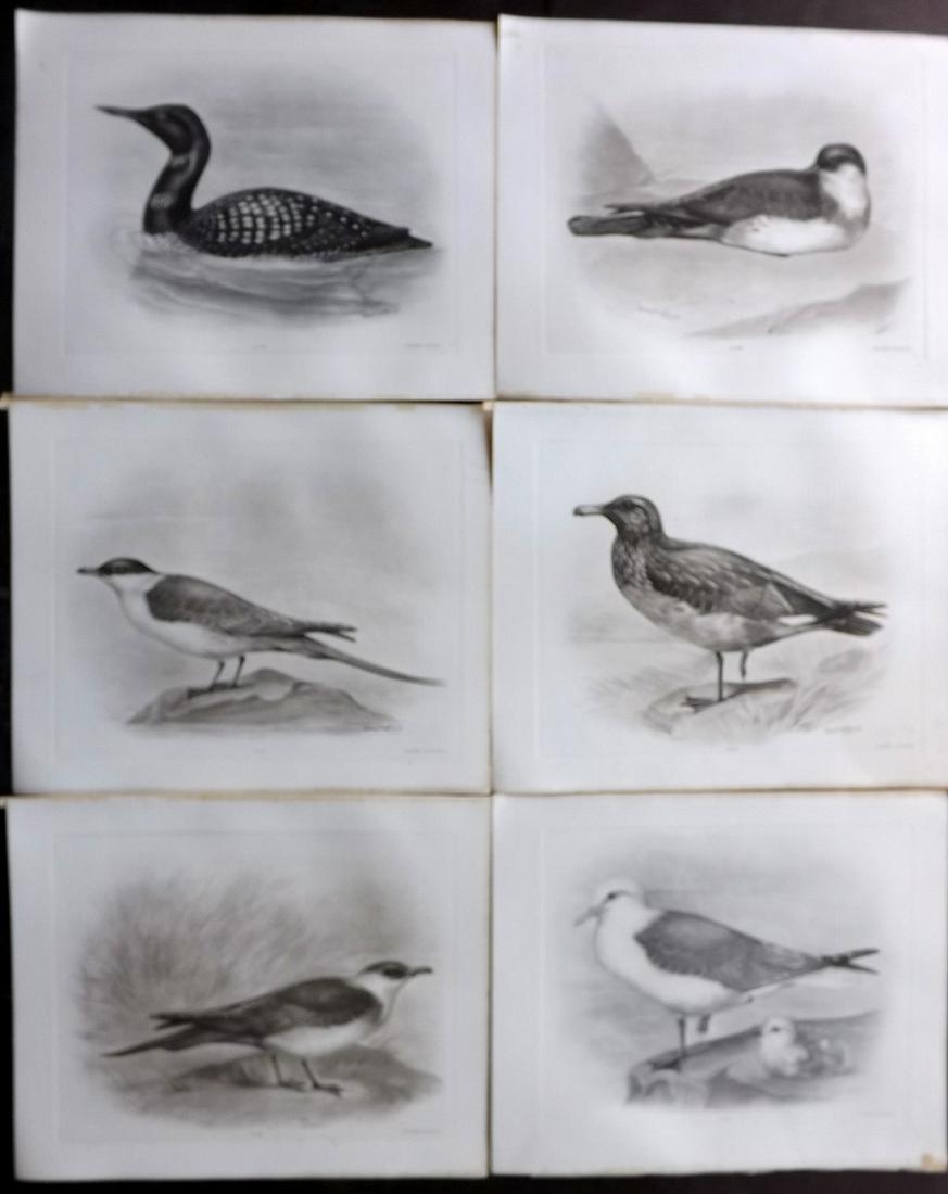 Medland & Stonham C1910 Lot of 6 Antique Bird Prints: Photgravures Published 1906-11, London for "The Birds of the British Islands" by Charles Stonham. Illustrated by Lilian M. Medland. Each with detached tissue guard which supplies birds names. Paper Si