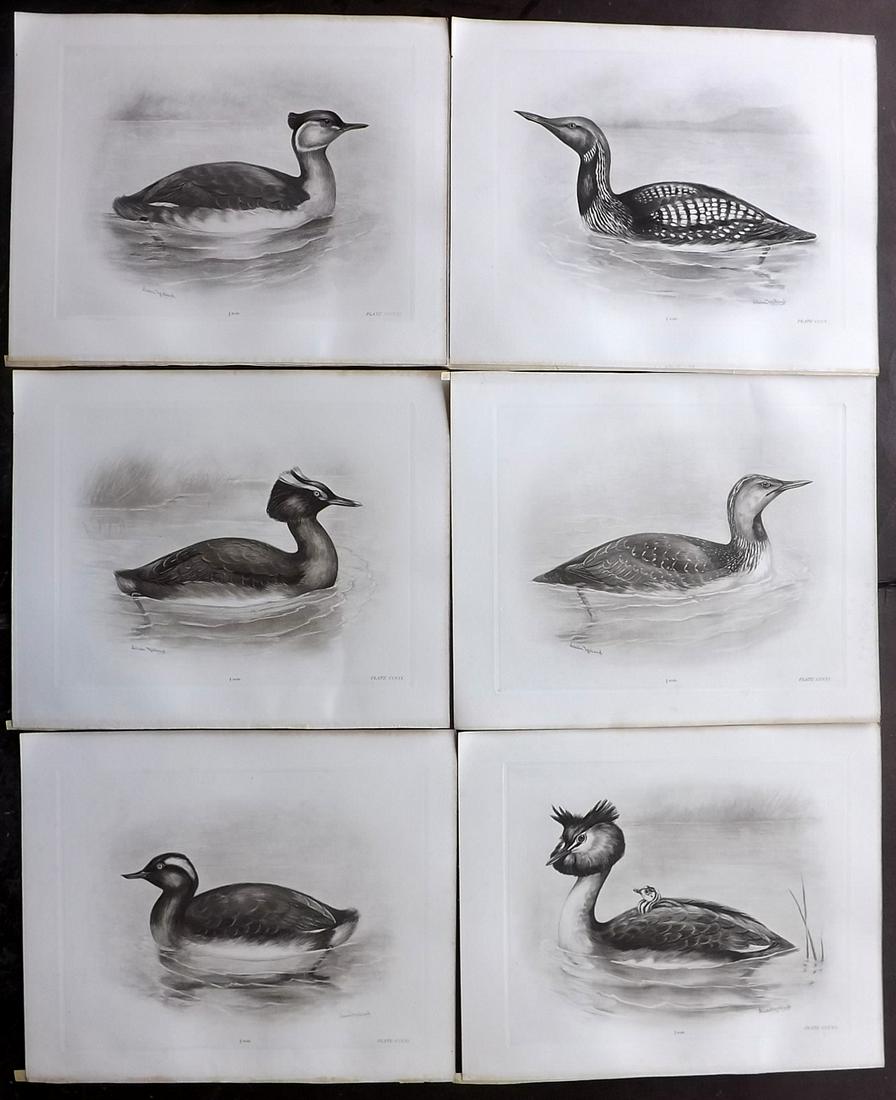 Medland & Stonham C1910 Lot of 6 Antique Bird Prints: Photgravures Published 1906-11, London for "The Birds of the British Islands" by Charles Stonham. Illustrated by Lilian M. Medland. Each with detached tissue guard which supplies birds names. Paper Si