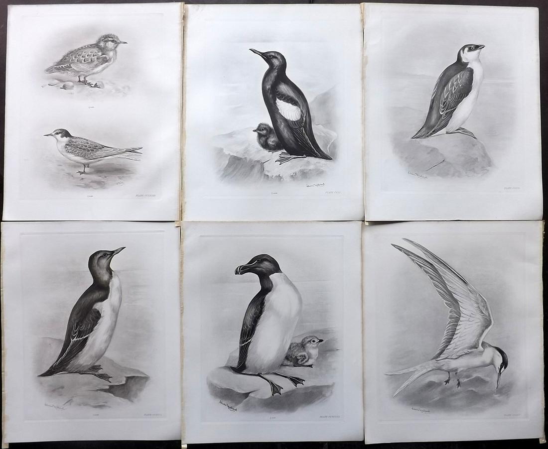 Medland & Stonham C1910 Lot of 6 Antique Bird Prints: Photgravures Published 1906-11, London for "The Birds of the British Islands" by Charles Stonham. Illustrated by Lilian M. Medland. Each with detached tissue guard which supplies birds names. Paper Si