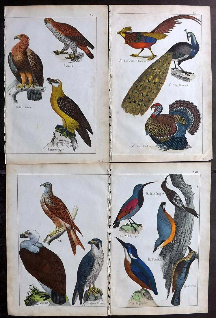 White, Adam 1859 Lot of 4 Hand Col Bird Prints (1 of 2)