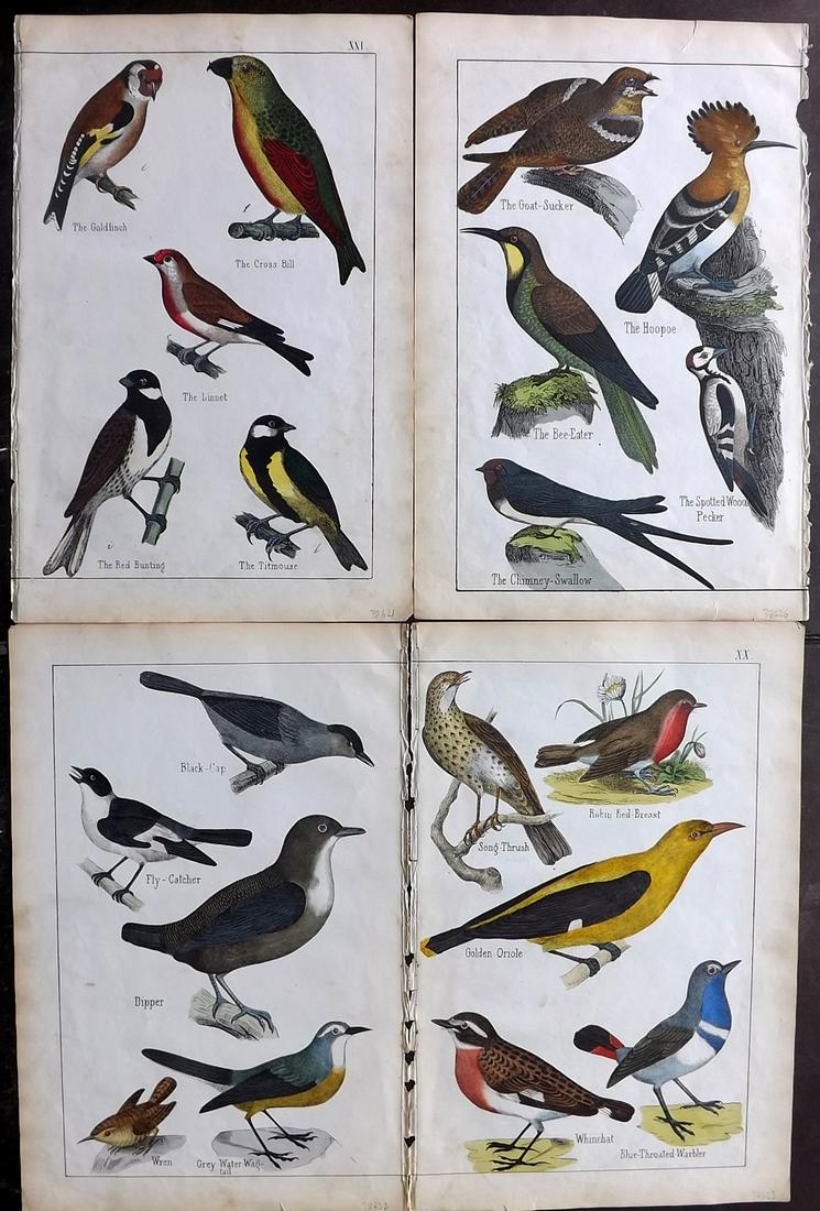White, Adam 1859 Lot of 4 Hand Col Bird Prints (1 of 2)