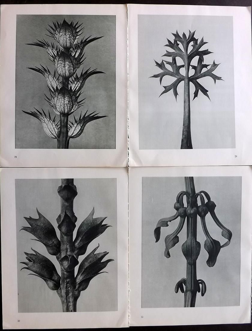 Blossfeldt, Karl 1941 Lot of 4 Botanical Prints (1 of 2)