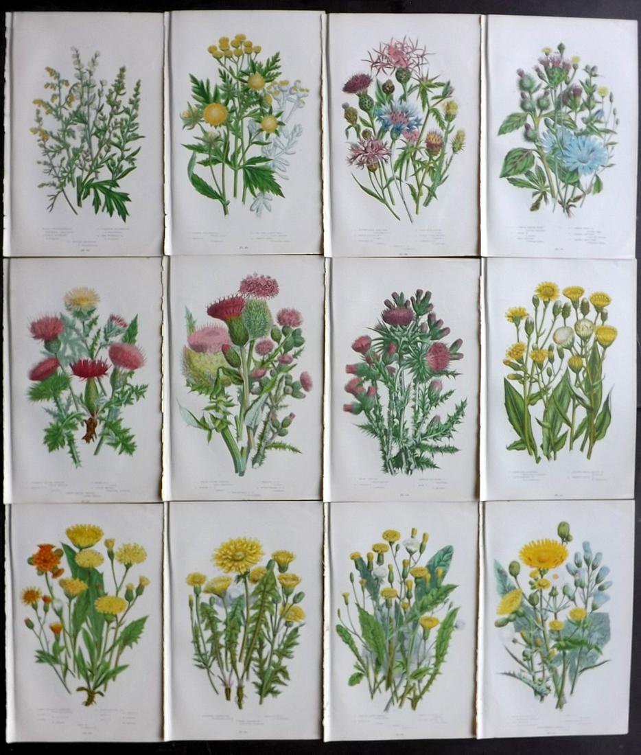 Pratt, Anne 1899 Lot of 12 Antique Botanical Prints: Chromolithographs Published 1899 by Frederick Warne & Co, London for "The Flowering Plants, Grasses, Sedges & Ferns of Great Britain" by Anne Pratt. Paper Size: 9 x 6 inch (23 x 15cm) Good Condition