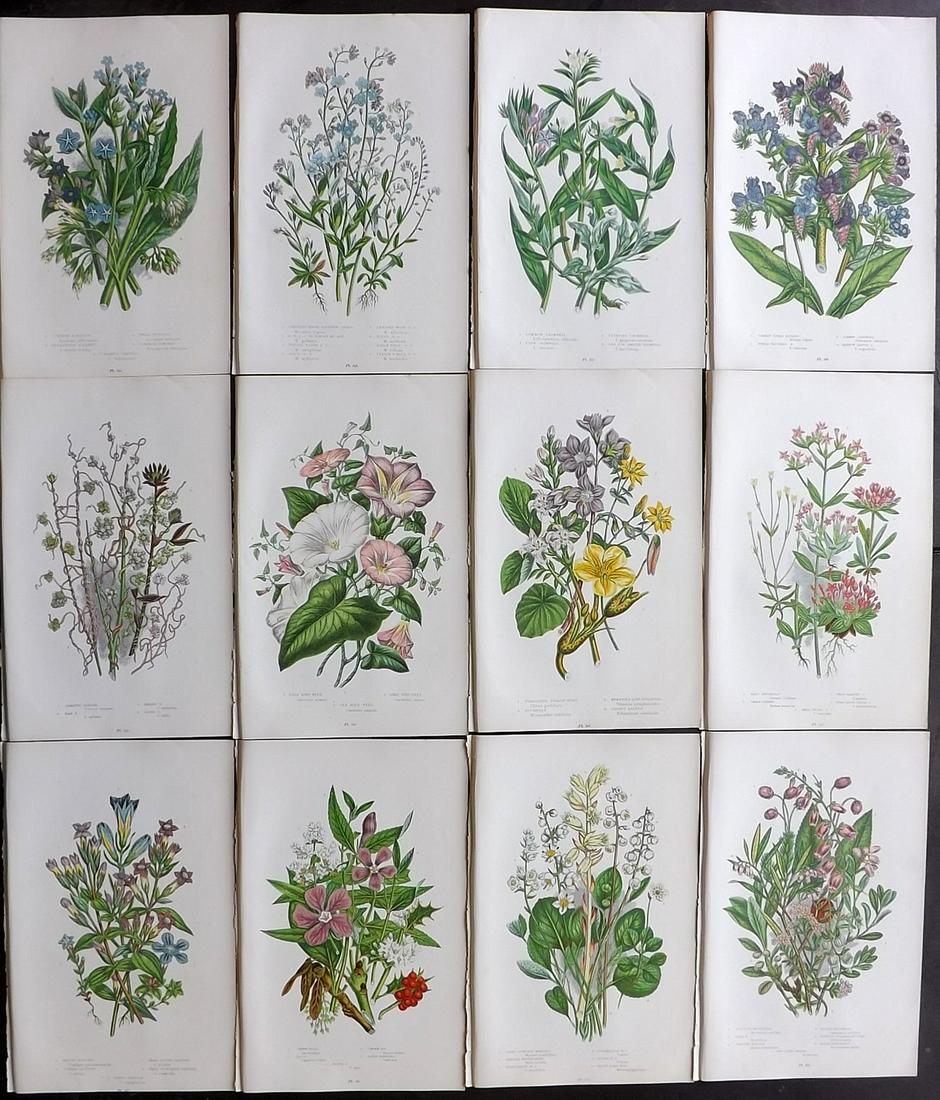 Pratt, Anne 1899 Lot of 12 Antique Botanical Prints: Chromolithographs Published 1899 by Frederick Warne & Co, London for "The Flowering Plants, Grasses, Sedges & Ferns of Great Britain" by Anne Pratt. Paper Size: 9 x 6 inch (23 x 15cm) Good Condition