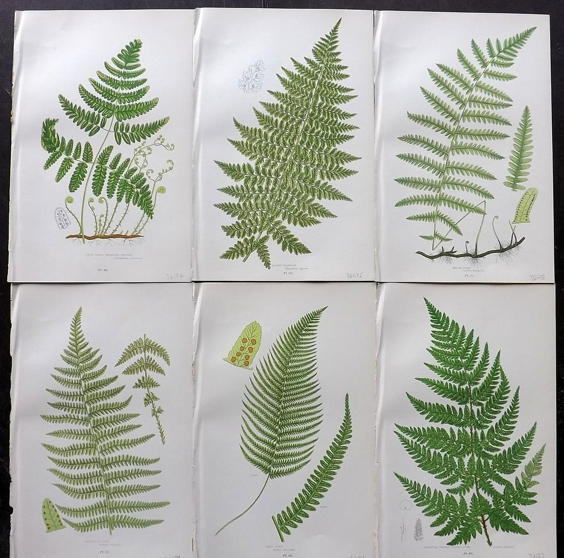 Pratt, Anne 1899 Lot of 6 Antique Fern Prints: Chromolithographs Published 1899 by Frederick Warne & Co, London for "The Flowering Plants, Grasses, Sedges & Ferns of Great Britain" by Anne Pratt. Paper Size: 9 x 6 inch (23 x 15cm) Good Condition