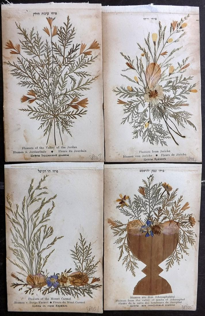 Pressed Flowers From the Holy Land C1900 Lot of 4 (1 of 2)