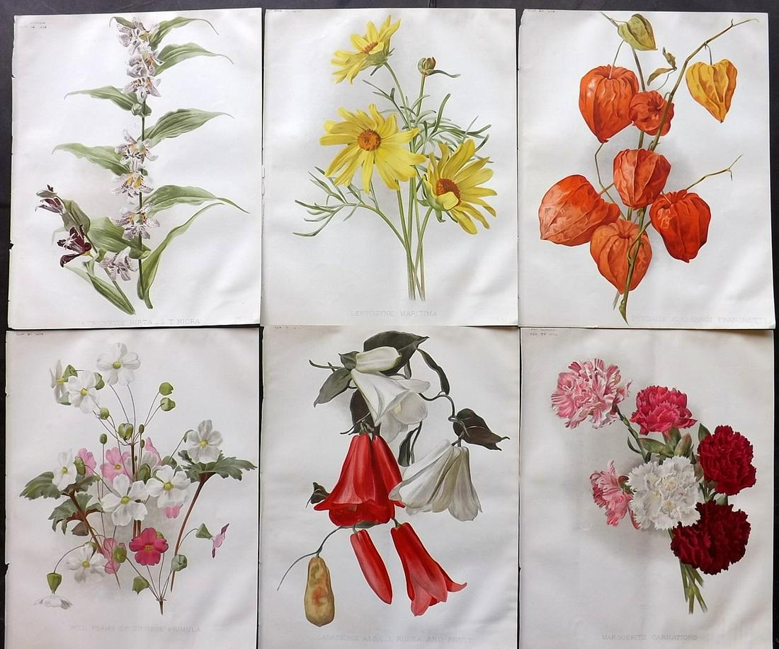 The Garden 1896 Lot of 6 Botanical Prints: Chromolithographs Published 1872-1927, London for "The Garden. An Illustrated Weekly Journal of Horticulture in all its Branches" Edited by William Robinson and others. Paper Size: 11.5 x 9 inch (29 x