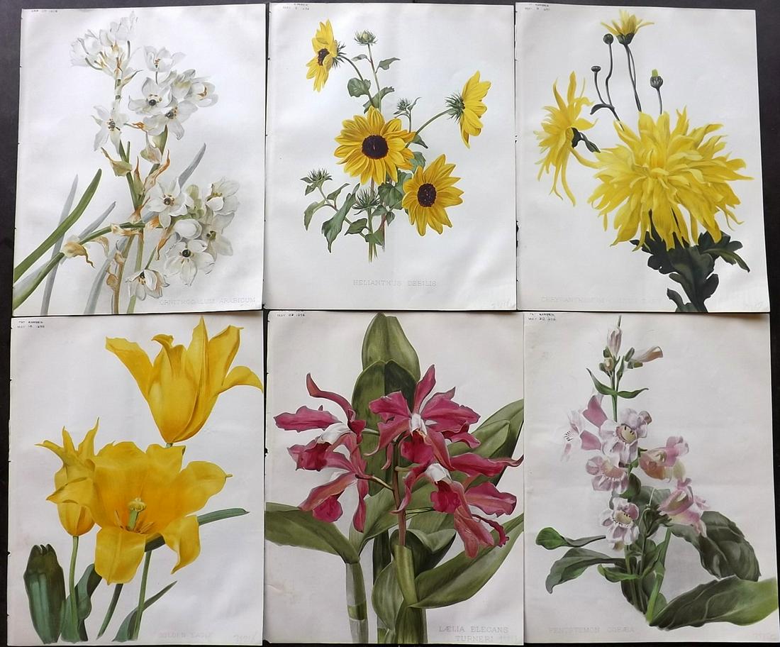 The Garden 1896 Lot of 6 Botanical Prints: Chromolithographs Published 1872-1927, London for "The Garden. An Illustrated Weekly Journal of Horticulture in all its Branches" Edited by William Robinson and others. Paper Size: 11.5 x 9 inch (29 x