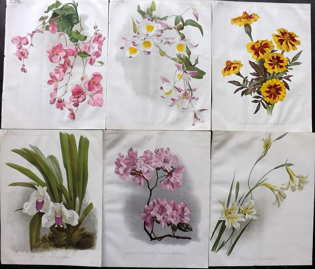 The Garden 1896 Lot of 6 Botanical Prints: Chromolithographs Published 1872-1927, London for "The Garden. An Illustrated Weekly Journal of Horticulture in all its Branches" Edited by William Robinson and others. Paper Size: 11.5 x 9 inch (29 x