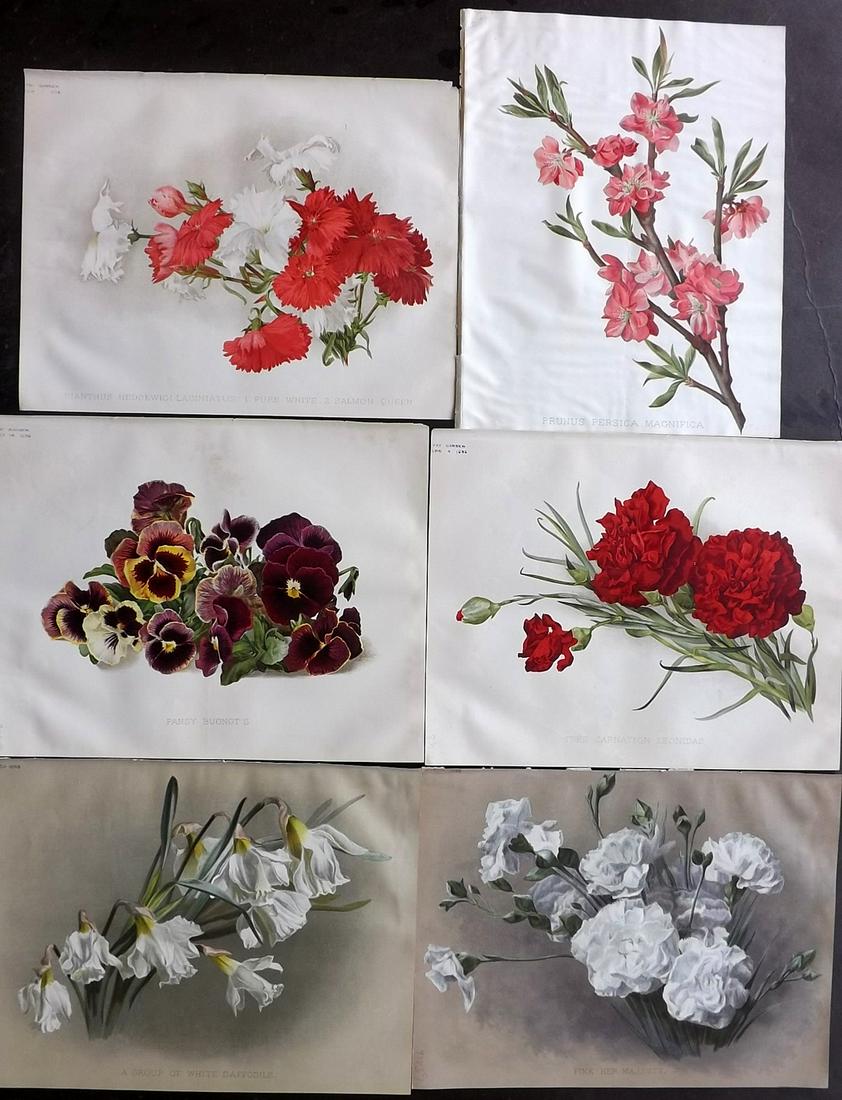 The Garden 1896 Lot of 6 Botanical Prints: Chromolithographs Published 1872-1927, London for "The Garden. An Illustrated Weekly Journal of Horticulture in all its Branches" Edited by William Robinson and others. Paper Size: 11.5 x 9 inch (29 x