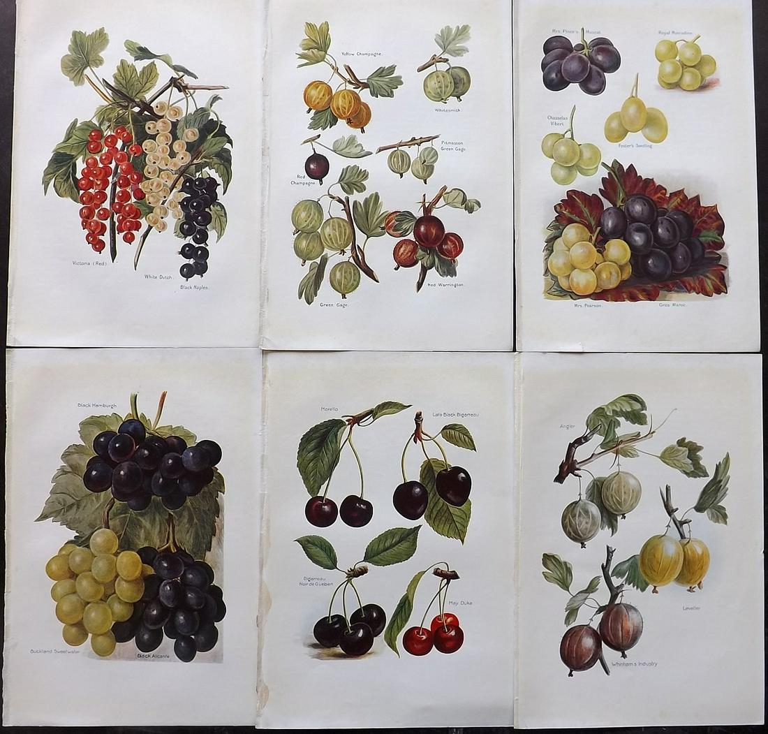Wright, J & H 1924 Lot of 6 Vintage Fruit Prints (1 of 2)