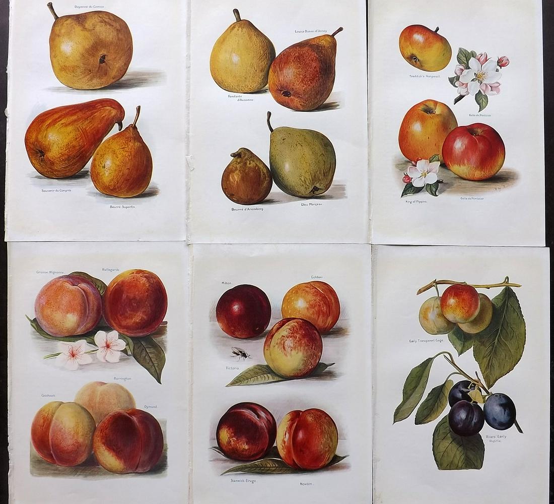 Wright, J & H 1924 Lot of 6 Vintage Fruit Prints (1 of 2)