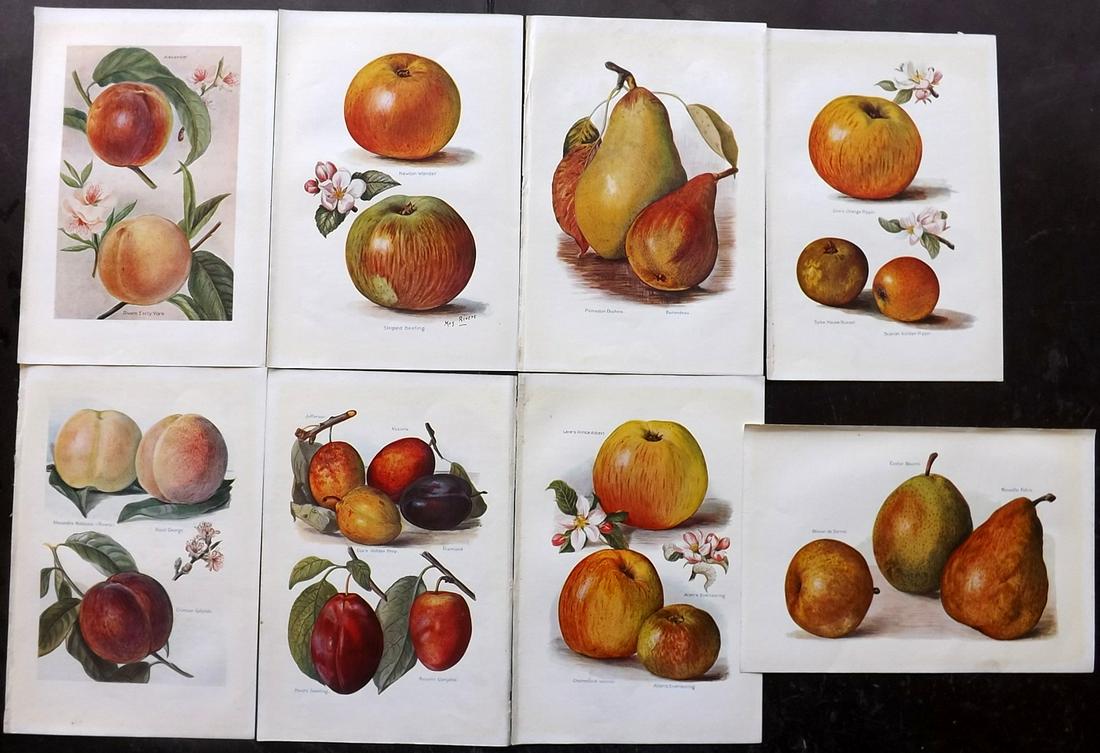 Wright, J & H 1924 Lot of 8 Vintage Fruit Prints (1 of 2)