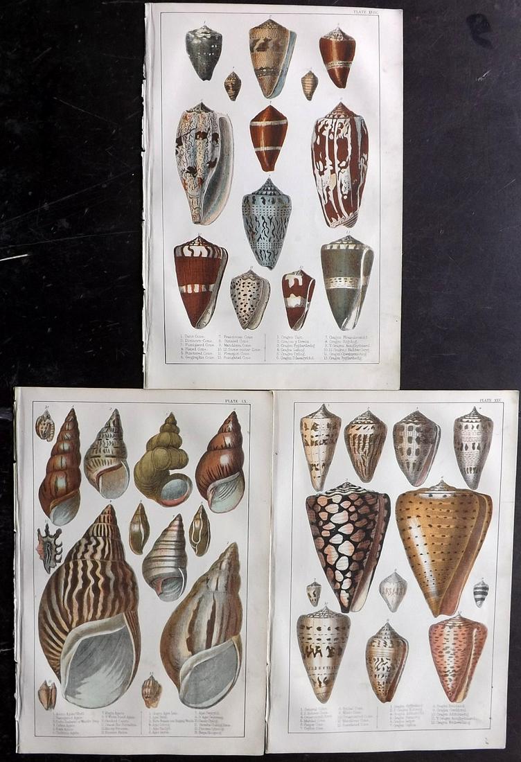 Goldsmith, Oliver C1850 Lot of 3 Hand Col Shell Prints (1 of 2)