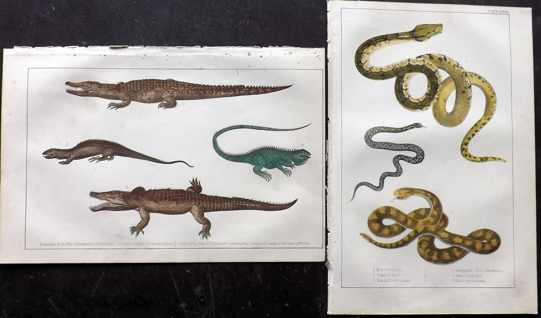 Goldsmith, Oliver C1850 Pair HC Prints. Snake Crocodile (1 of 2)