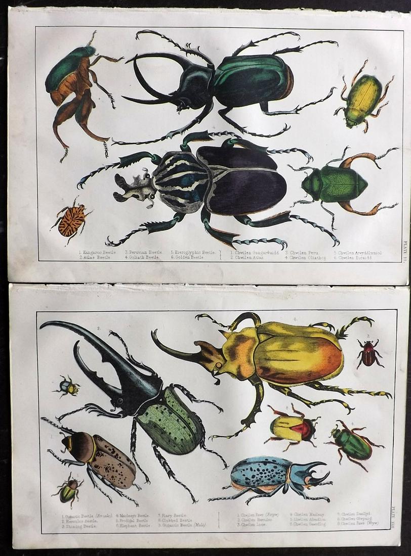 Goldsmith, Oliver C1850 Pair of Hand Col Beetles Prints: Hand Coloured Etching/Engraving Published C1850 by A. Fullarton & Co., London for "A History of the Earth and Animated Nature" by Oliver Goldsmith. Paper Size: 10 x 6 inch (25 x 16cm) Good Condition o