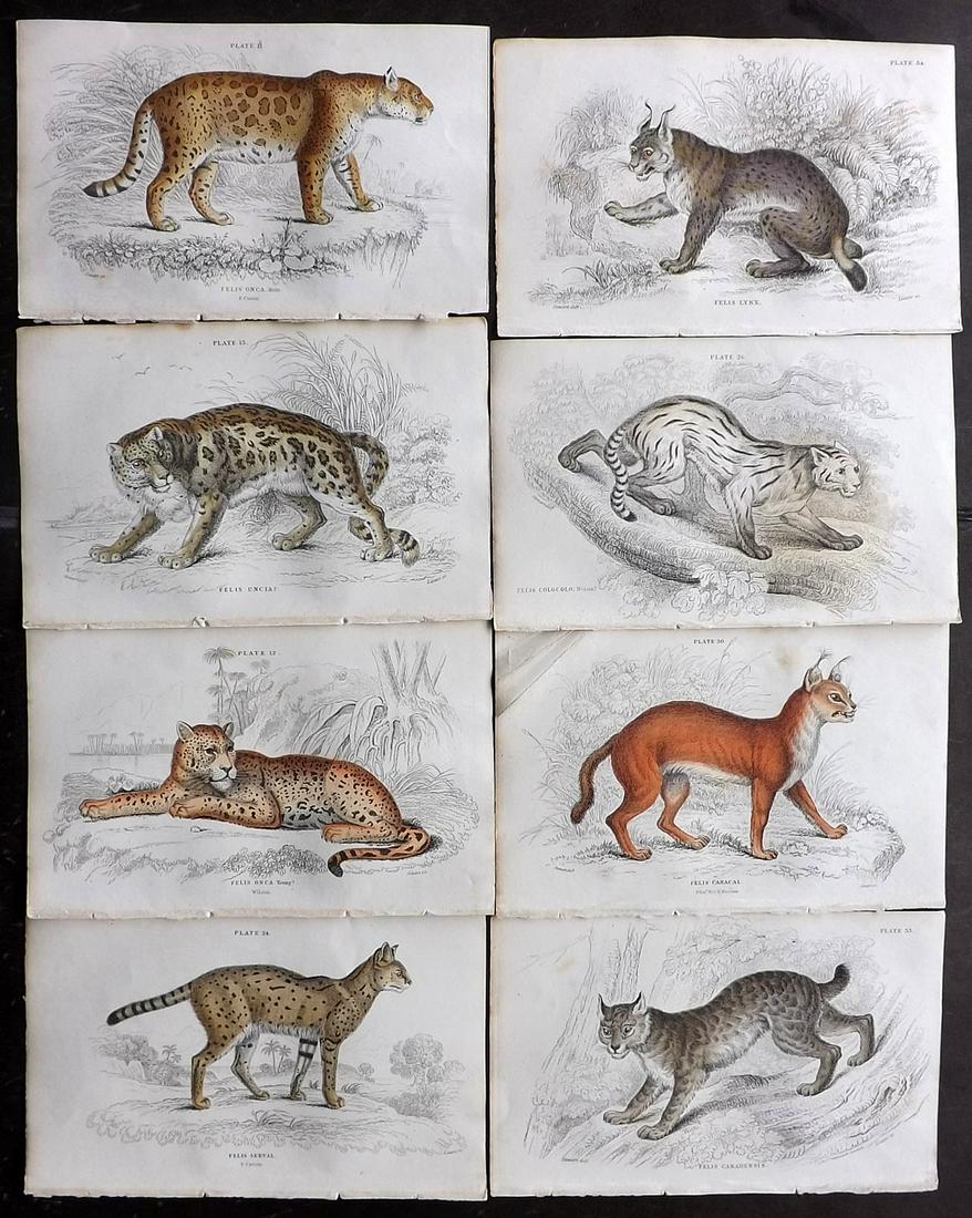 Jardine, William C1840 Lot of 8 HC Prints. Big Cats (1 of 2)