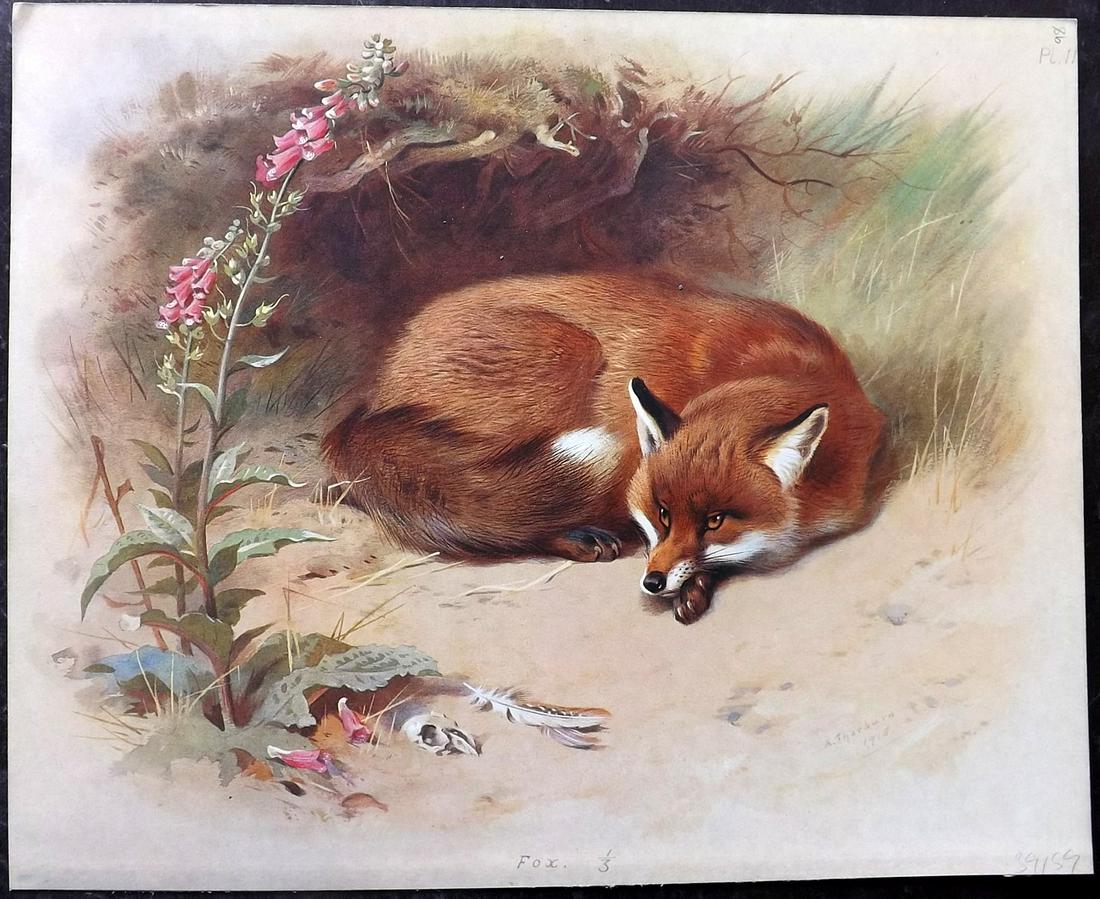 Thorburn, Archibald 1920 Rare Folio Print. Fox (1 of 2)