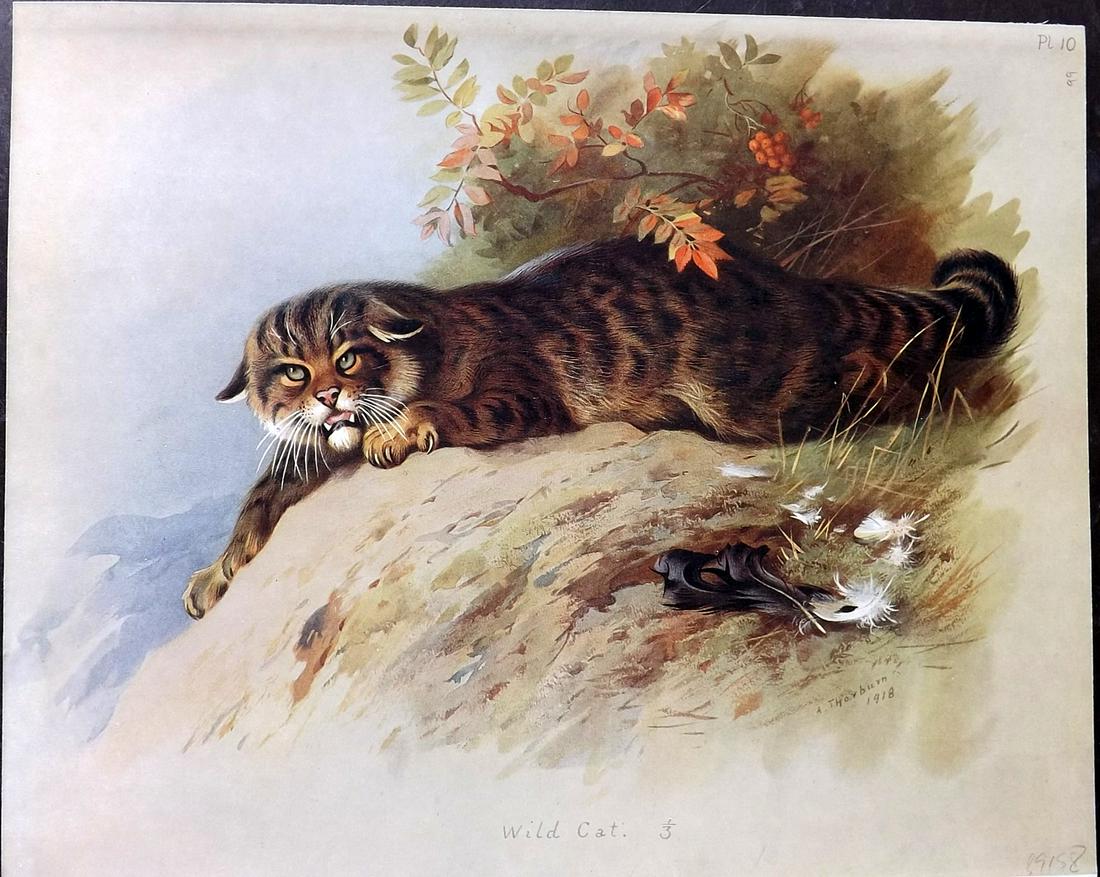 Thorburn, Archibald 1920 Rare Folio Print. Wild Cat (1 of 2)