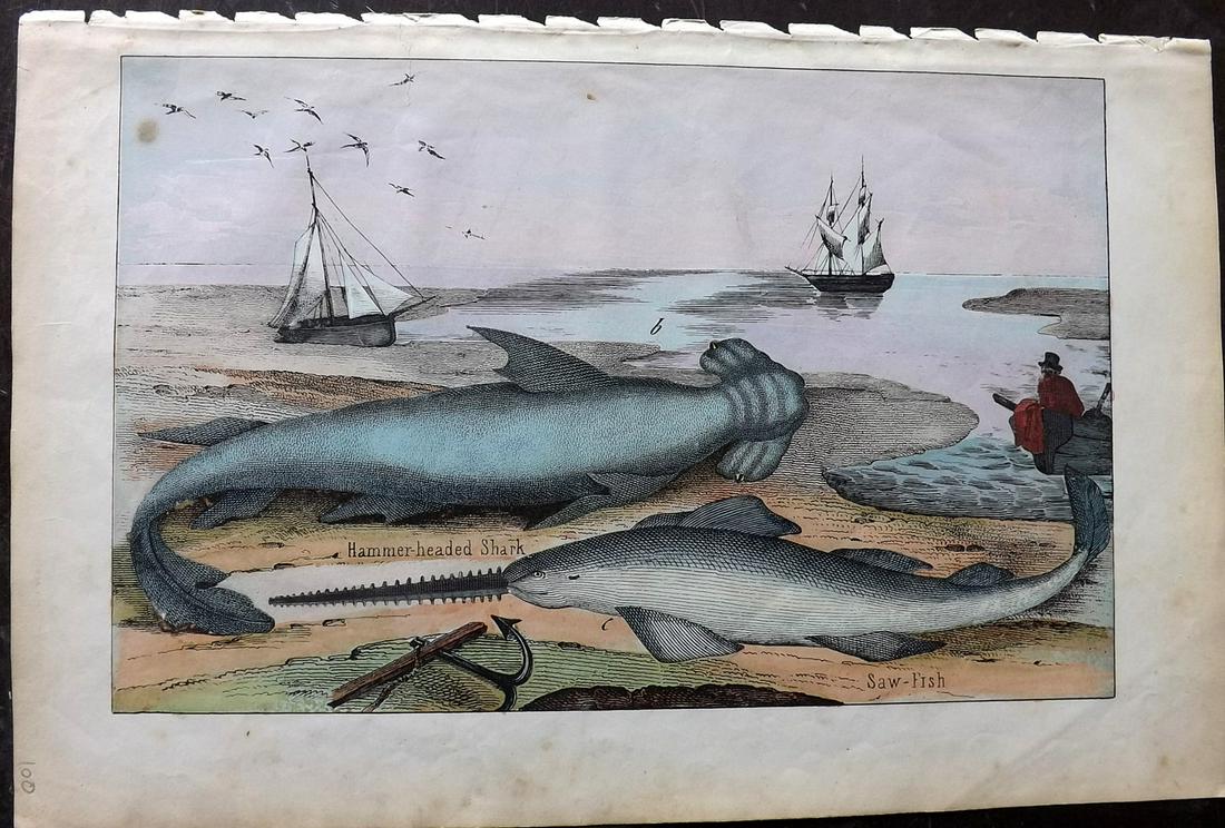 White, Adam 1859 Hand Col Print. Hammerhead Shark (1 of 2)