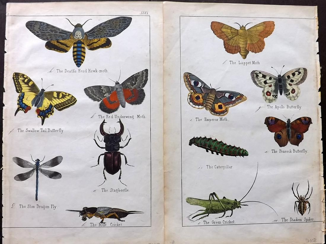 White, Adam 1859 Pair of Hand Col Butterfly Moth Prints (1 of 2)