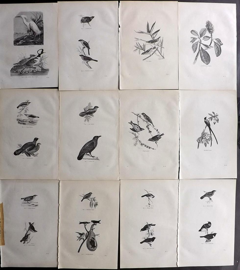 Chenu, Jean C1870 Lot of 12 Antique Bird Prints: Wood Engraving Published 1867-82, Paris for "Encyclopedie D'Histoire Naturelle" by Jean Charles Chenu. Reverse side blank. Paper Size: 11 x 7.5 inch (28 x 19cm) Good Condition overall