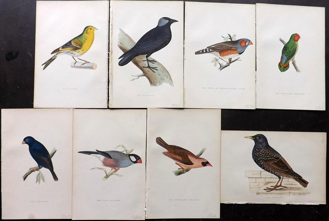 Greene, William 1885 Lot of 8 Hand Col Bird Prints (1 of 2)