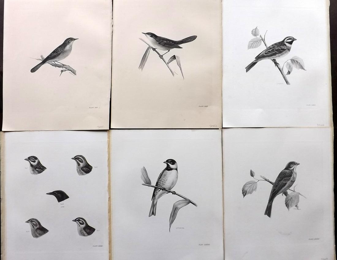 Medland & Stonham C1910 Lot of 6 Antique Bird Prints: Photgravures Published 1906-11, London for "The Birds of the British Islands" by Charles Stonham. Illustrated by Lilian M. Medland. Paper Size: 12.5 x 10 inch (32 x 25cm) Good Condition