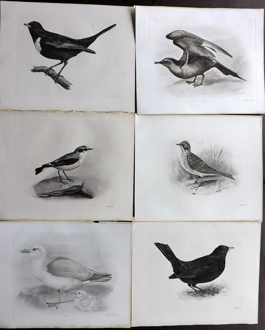 Medland & Stonham C1910 Lot of 6 Antique Bird Prints: Photgravures Published 1906-11, London for "The Birds of the British Islands" by Charles Stonham. Illustrated by Lilian M. Medland. Paper Size: 12.5 x 10 inch (32 x 25cm) Good Condition