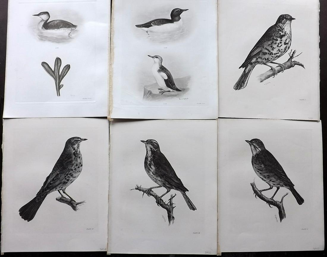 Medland & Stonham C1910 Lot of 6 Antique Bird Prints: Photgravures Published 1906-11, London for "The Birds of the British Islands" by Charles Stonham. Illustrated by Lilian M. Medland. Paper Size: 12.5 x 10 inch (32 x 25cm) Good Condition