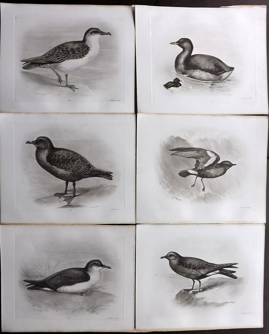 Medland & Stonham C1910 Lot of 6 Antique Bird Prints: Photgravures Published 1906-11, London for "The Birds of the British Islands" by Charles Stonham. Illustrated by Lilian M. Medland. Paper Size: 12.5 x 10 inch (32 x 25cm) Good Condition