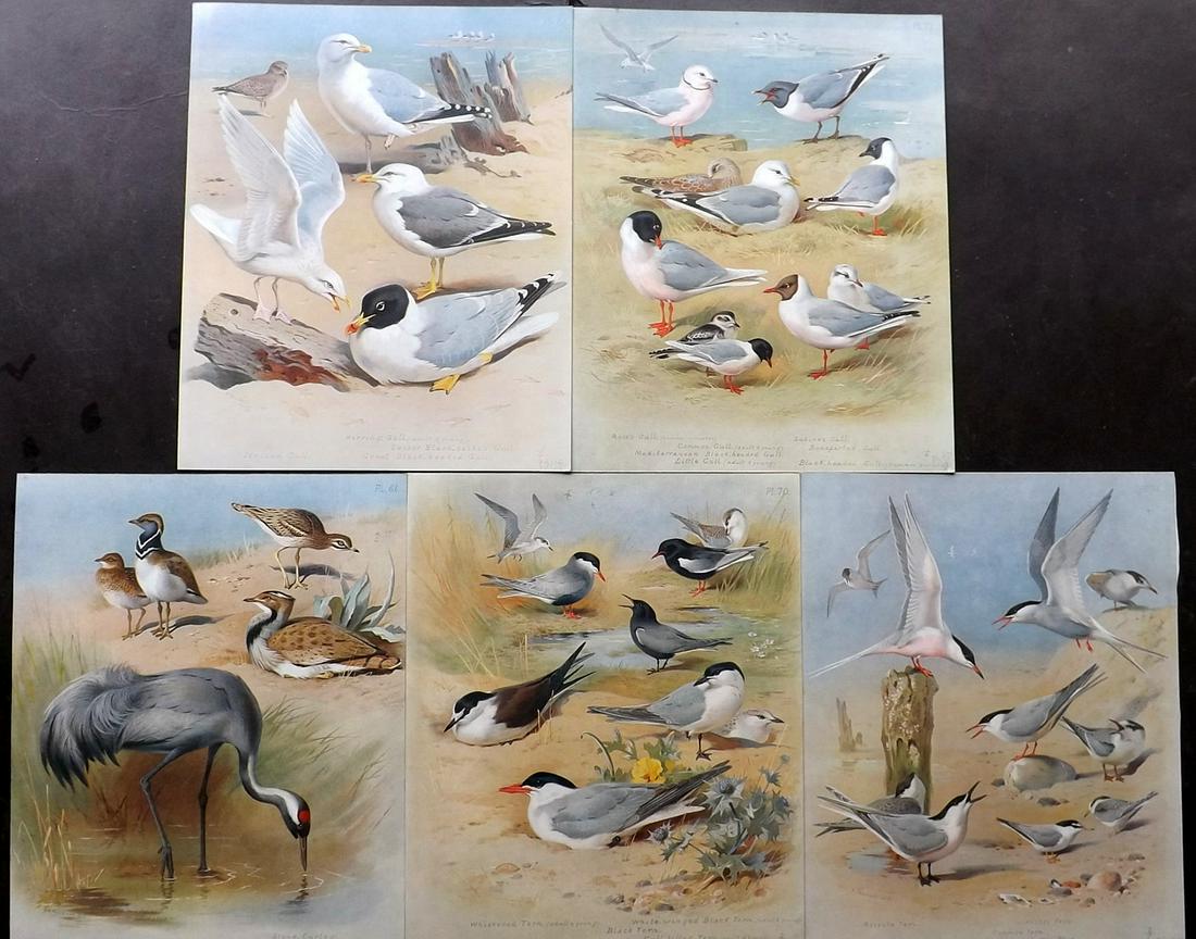 Thorburn, Archibald 1918 Lot of 5 Folio Bird Prints (1 of 2)