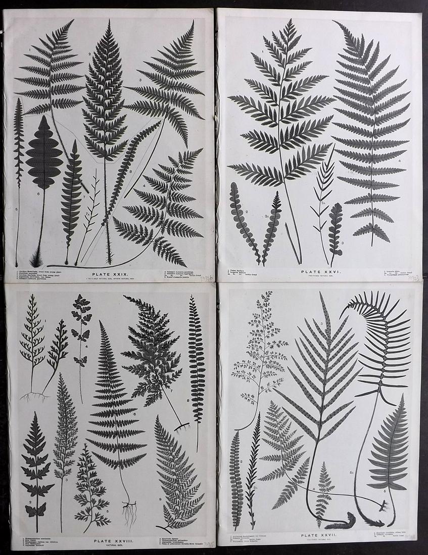 Field, Henry 1890 Lot of 4 New Zealand Fern Prints (1 of 2)