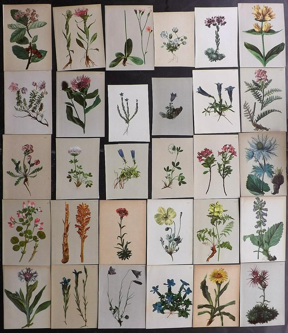 Hartinger, Anton 1897 Lot 30 Botanical Prints (Trimmed) (1 of 2)