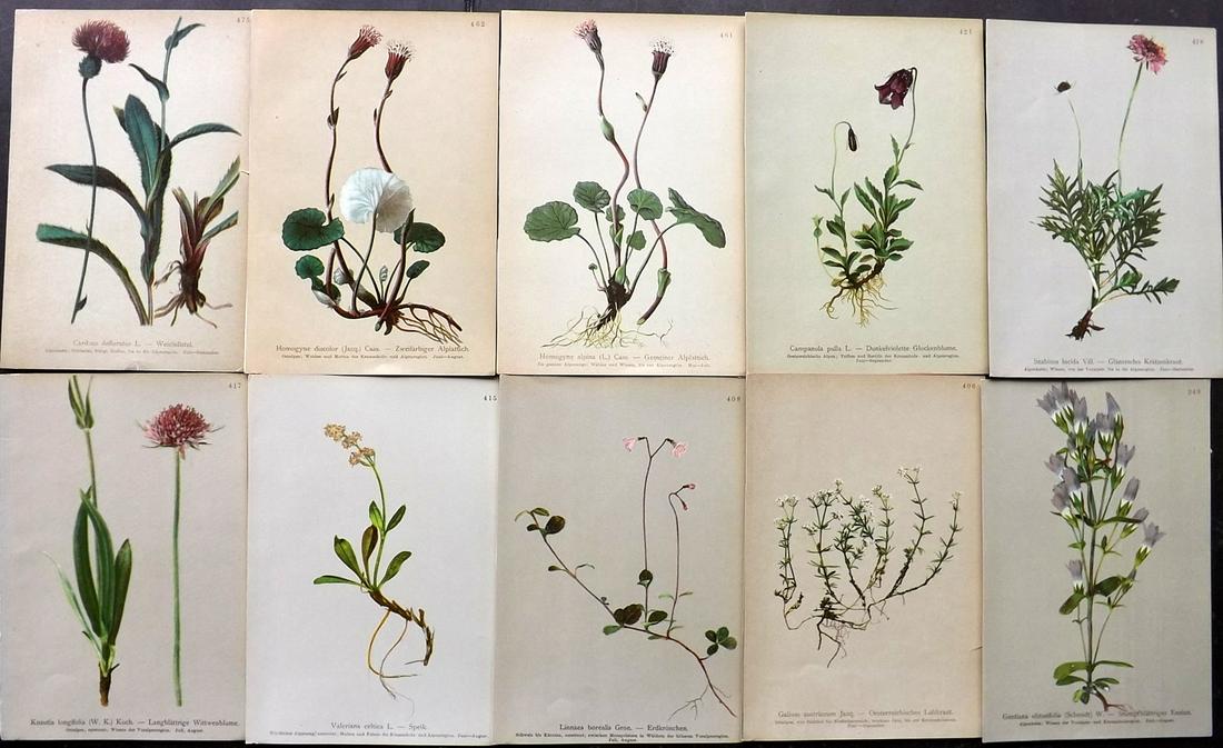 Hartinger, Anton 1897 Lot of 10 Botanical Prints: Chromolithographs Published 1897, Vienna for "Atlas der Alpenflora" by Anton Hartinger. Paper Size: 7.5 x 5 inch (19 x 13cm) Good Condition