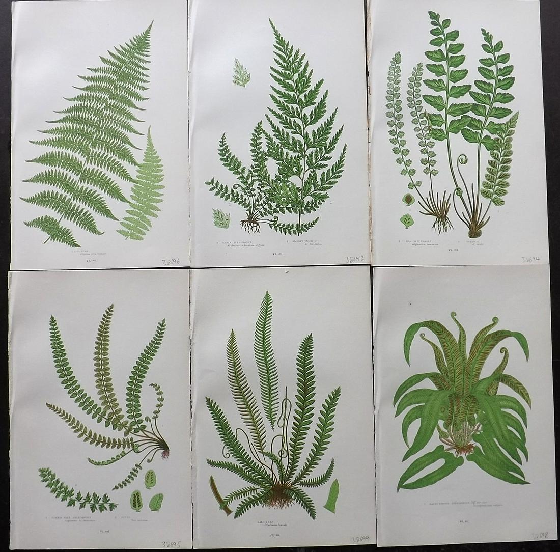 Pratt, Anne 1899 Lot of 6 Antique Fern Prints: Chromolithographs Published 1899 by Frederick Warne & Co, London for "The Flowering Plants, Grasses, Sedges & Ferns of Great Britain" by Anne Pratt. Paper Size: 9 x 6 inch (23 x 15cm) Good Condition