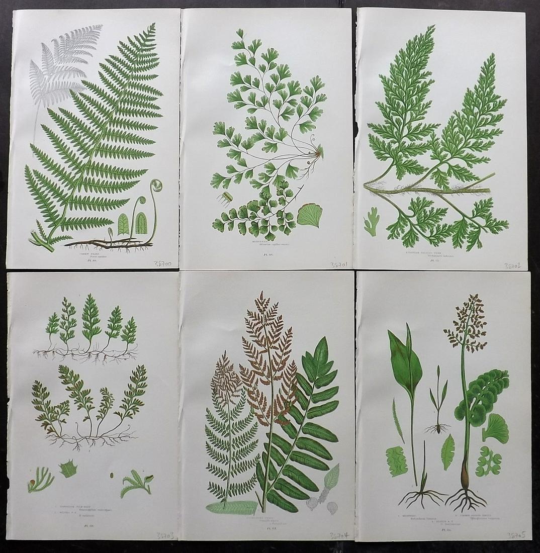 Pratt, Anne 1899 Lot of 6 Antique Fern Prints: Chromolithographs Published 1899 by Frederick Warne & Co, London for "The Flowering Plants, Grasses, Sedges & Ferns of Great Britain" by Anne Pratt. Paper Size: 9 x 6 inch (23 x 15cm) Good Condition