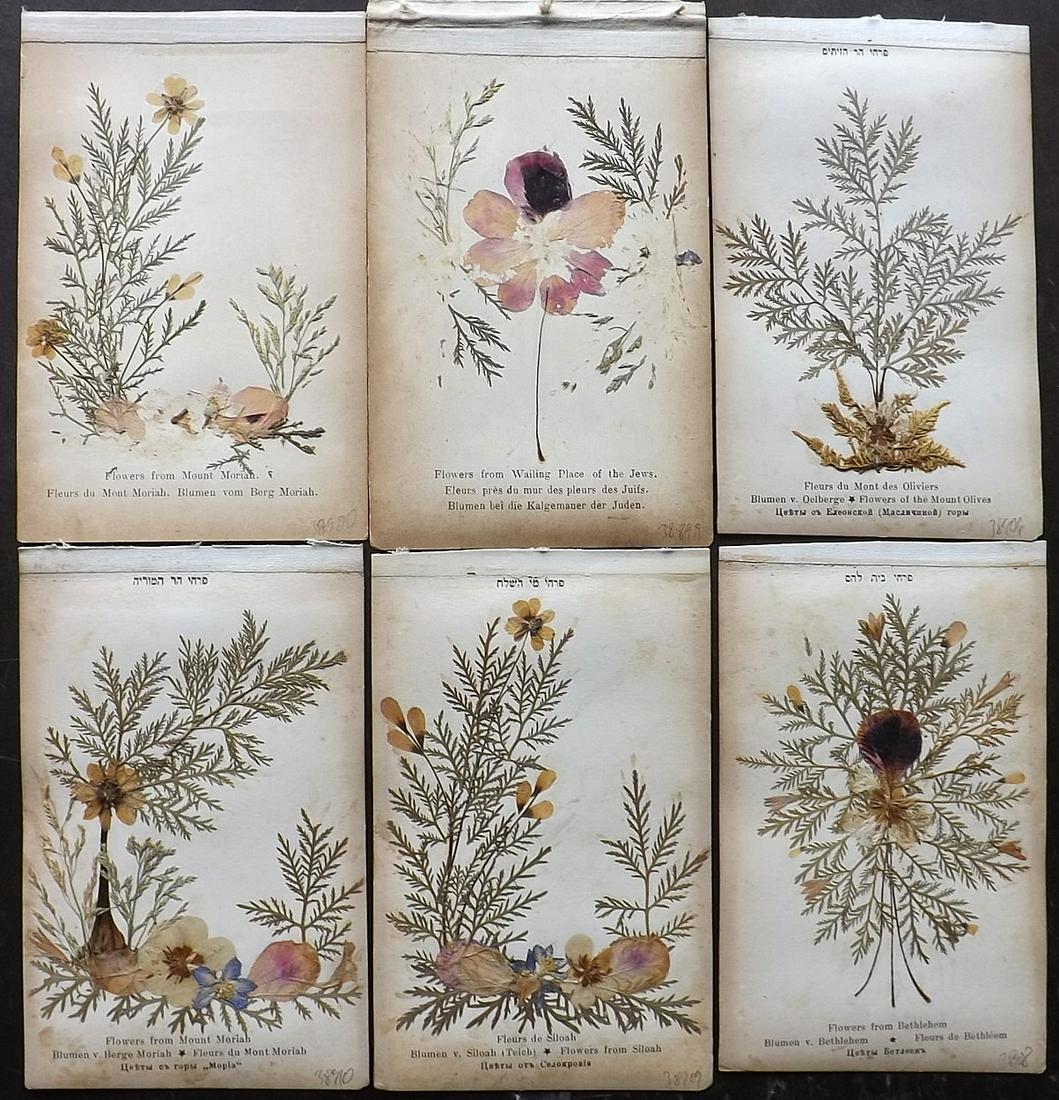 Pressed Flowers From the Holy Land C1900 Lot of 6 (1 of 2)